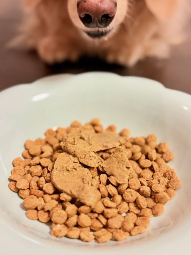 安全・安心のナチュラルドッグフードをお届けします｜株式会社ビィ